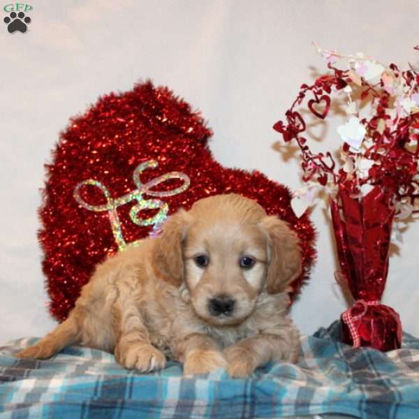 Patience, Mini Goldendoodle Puppy